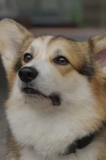 Шкипер